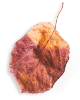 https://naszaodpowiedz.pl/wp-content/uploads/2020/11/small_leaf_01.png