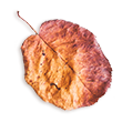 https://naszaodpowiedz.pl/wp-content/uploads/2020/11/small_leaf_02.png