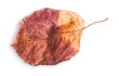 https://naszaodpowiedz.pl/wp-content/uploads/2020/11/small_leaf_03.png