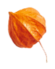 https://naszaodpowiedz.pl/wp-content/uploads/2020/11/small_leaf_04.png