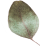 https://naszaodpowiedz.pl/wp-content/uploads/2020/12/separate_leaf.png