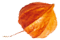 https://naszaodpowiedz.pl/wp-content/uploads/2020/12/small_leaf_05.png